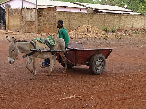 Charette Agricole Tractée par un âne à Tanguiéta dans le département de l’Atacora au Benin. Photographe : Farid AMADOU BAHLEMAN