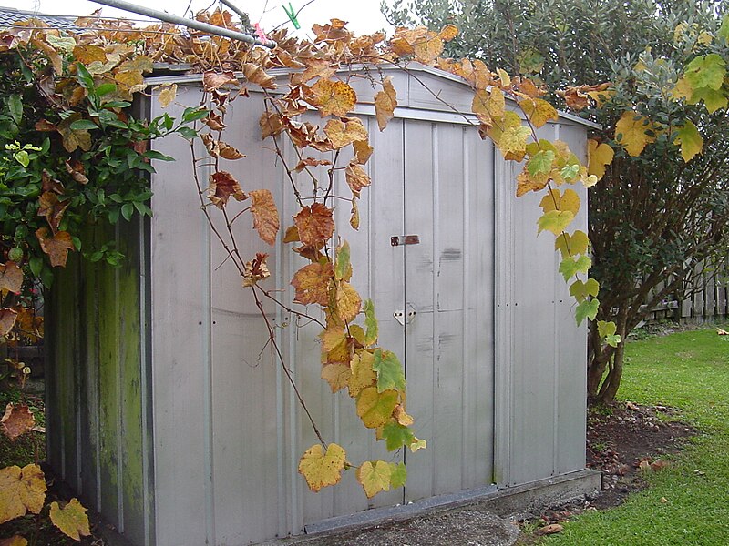 File:Traditional Metal Shed.JPG