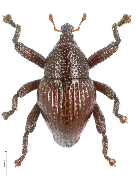 File:Trigonopterus attenboroughi holotype - ZooKeys-467-011.tif