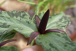 Trillium angustipetalum 03. jpg