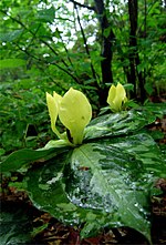 Trillium discolor üçün miniatür