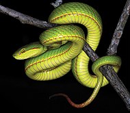 Trimeresurus salazar (10.3897-zse.96.48431) Abbildung 7.jpg