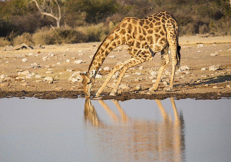 File:Trinkende Giraffe (Namibia).jpg