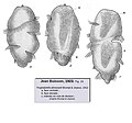 Vignette pour Troglodytellidae