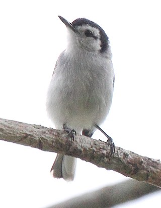 <span class="mw-page-title-main">Tropical gnatcatcher</span> Species of bird