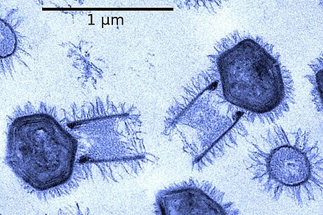 Tupanvirus