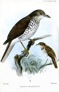 Marañón thrush