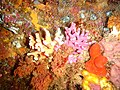 Specimens from about 35m depth in the Tsitsikamma Marine Protected Area