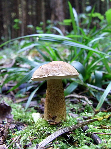 File:Tylopilus felleus 1.jpg