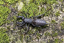 Typopeltis crucifer at Fuxing, Taoyuan 2022-06-12 (cropped).jpg