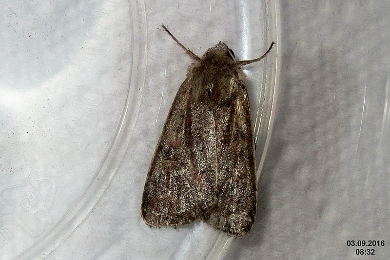 File:Unid. noctuid (NH266-kit) (32104676433).jpg