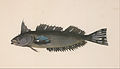 Unknown, after Georg Forster - A fish from New Zealand - Google Art Project.jpg