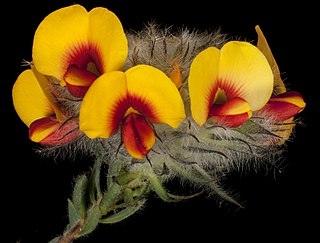 <i>Urodon dasyphyllus</i> Species of legume