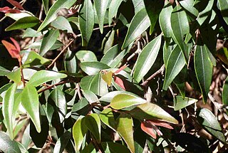 <i>Uromyrtus australis</i> Species of tree