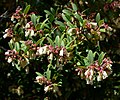 Vaccinium consanguineum