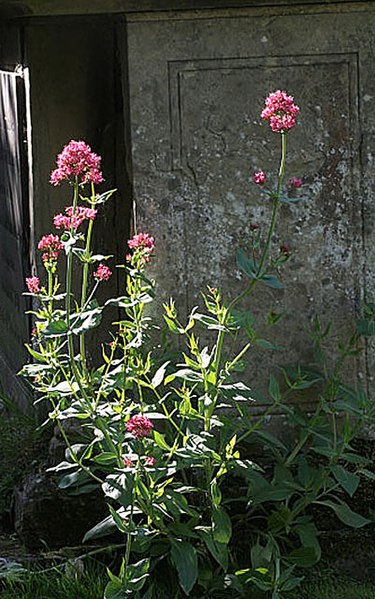 File:Valerian - geograph.org.uk - 839005.jpg