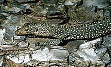 Varanus indicus 3.jpg