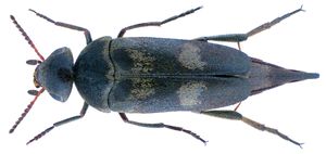 Variimorda villosa