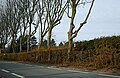* Nomination: View of Boulevard du Comte de Montalembert, in Villeneuve d'Ascq, France --Velvet 08:39, 28 November 2023 (UTC) * * Review needed