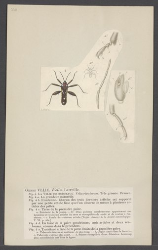 <i>Velia</i> (bug) Genus of true bugs