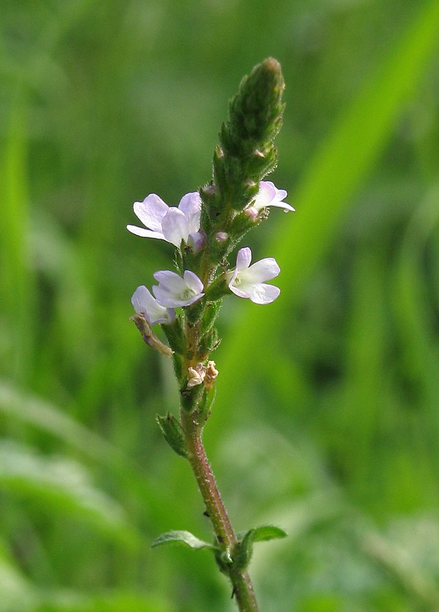 Common vervain (Verbena officinalis) blooming. small flowers, white center pale lavender edges. Photo taken in a vineyard above Heppenheim (Bergstraße), Germany