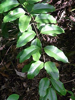 <i>Ripogonum album</i>