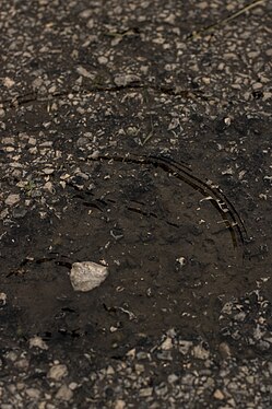 Water Rippling Rock on Asphalt Road