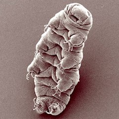 Description de l'image waterbear.jpg.