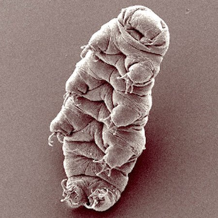 Tập_tin:Waterbear.jpg