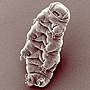 Miniatura para Tardigrada