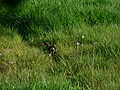 (Common Moorhen (Gallinula chloropus) - Wilgenhoek, Deerlijk, Belgium)