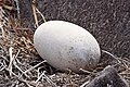 Abandoned egg