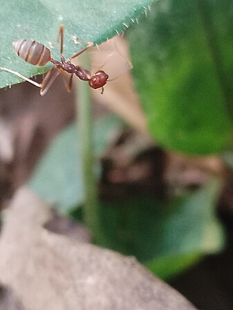 Weaver ant creeped on leaf. Photo by Iwuala chisom