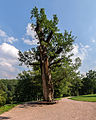 wikimedia_commons=File:Weimar Schlosspark Belvedere Alte Eiche.jpg