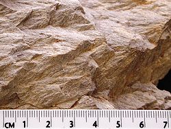 Close-up of shatter cones developed in fine grained dolomite from the Wells Creek crater, USA.