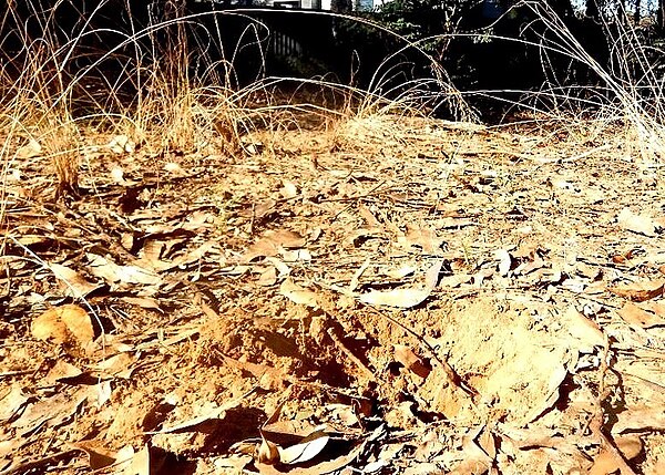 Podzolic soil at a Western Sydney nature reserve