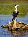 White-breasted Cormorant at Lake Naivasha, Kenya