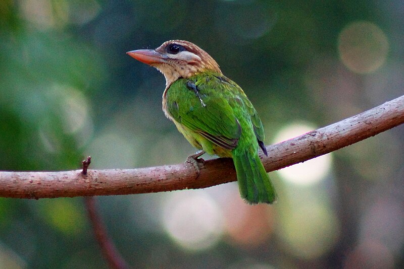 File:White-cheeked Barbet.JPG