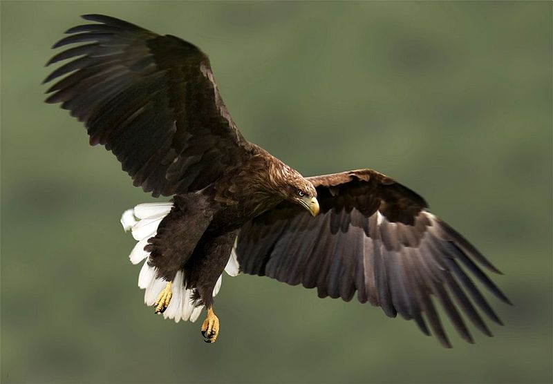 File:White-tailed Eagle 34.jpg