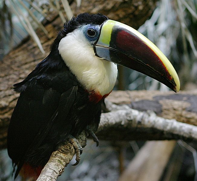 File:White-throated Toucan.jpg