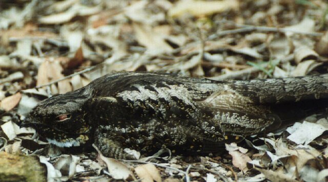 Description de l'image White-throated nightjar kobble.jpg.