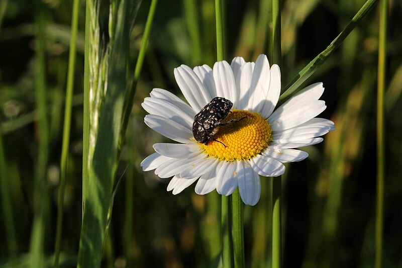 File:Wien-Penzing - Naturdenkmal 719 - Salzwiese - Margerite (Leucanthemum) mit Trauer-Rosenkäfer (Oxythyrea funesta).jpg