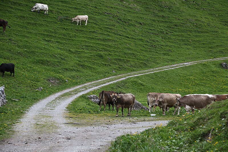 File:Wikiolo in Liechtenstein (385).jpg