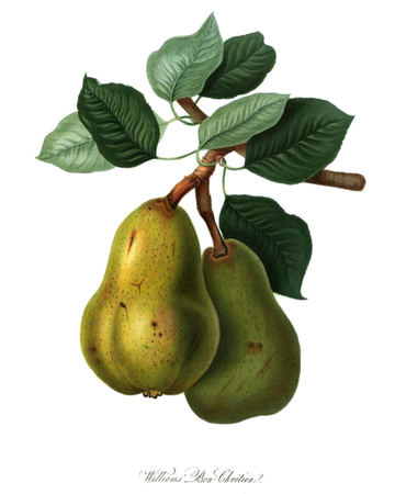 Williams pear