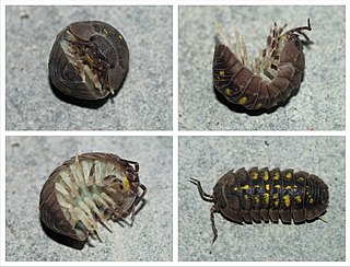 <span class="mw-page-title-main">Armadillidiidae</span> Family of woodlice, a terrestrial crustacean group in the order Isopoda