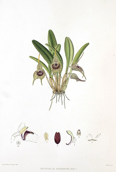 File:Woolward - The Genus Masdevallia - Masdevallia pachyantha.jpg