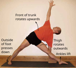 Trikonasana is practised in Iyengar yoga with emphasis on correctness, sometimes as here using props such as yoga bricks. Working in Trikonasana.svg