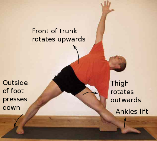 Trikonasana is practised in Iyengar yoga with emphasis on correctness, sometimes as here using props such as yoga bricks.[134]