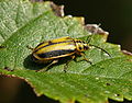 Elm-leaf beetle Xanthogaleruca luteola, which causes serious damage to elm foliage.