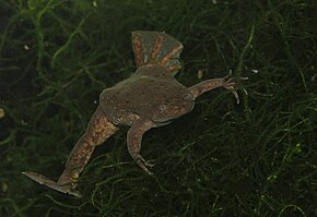 Descrizione dell'immagine Xenopus amieti01.jpeg.